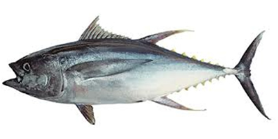 Albacore.jpg
