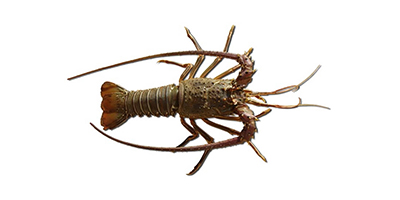 Langouste royale ou verte.jpg