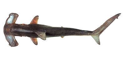 Requin-marteau.jpg