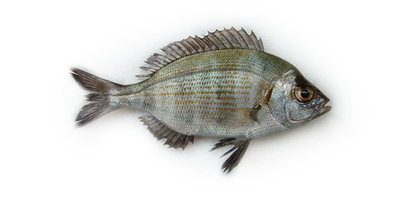 dorade grise.JPG.jpg