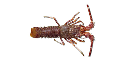 langouste rose.jpg