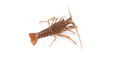 langouste.jpg