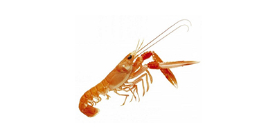 langoustine.jpg