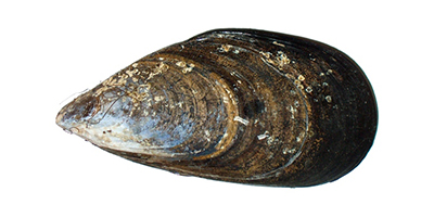 moule.jpg