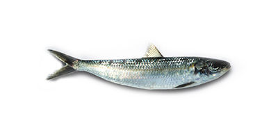 sardine.jpg
