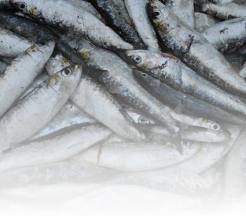 sardine