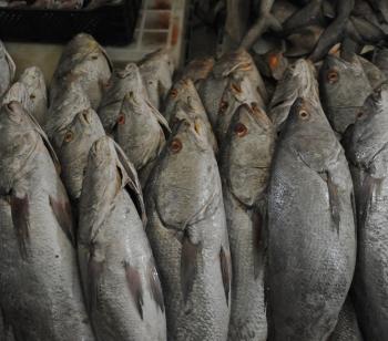 Conditionnement des produits frais 