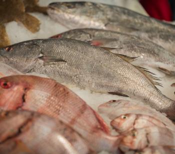 Les bienfaits des produits de la Mer