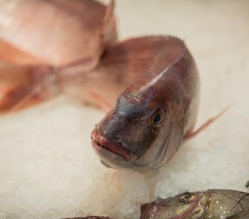 Les poissons blancs marocains