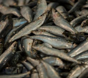 Les petits pélagiques marocains