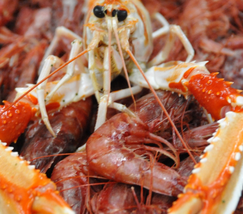 Les crustacés marocains