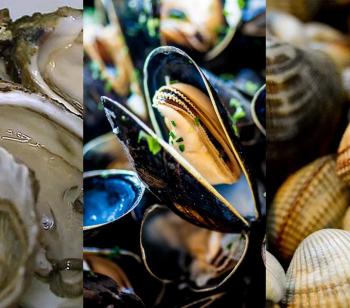 Les coquillages marocains 