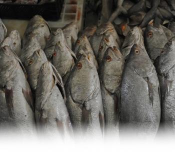 Production Nationale