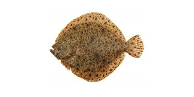 turbot.jpg